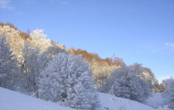 bosco innevato